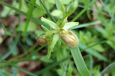 <i>Ophrys aranifera</i>