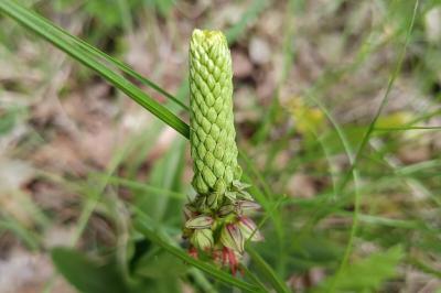 <i>Orchis anthropophora</i>