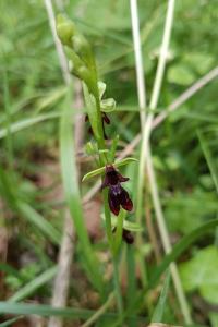 <i>Ophrys insectifera</i>