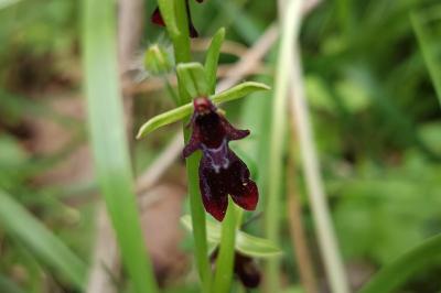 <i>Ophrys insectifera</i>