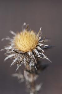 <i>Carlina vulgaris</i>