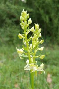 <i>Platanthera chlorantha</i>