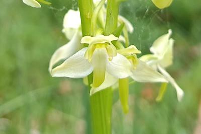 <i>Platanthera chlorantha</i>