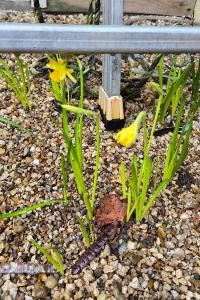 <i>Narcissus pseudonarcissus</i>