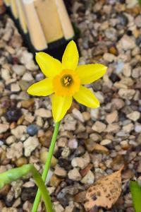 <i>Narcissus pseudonarcissus</i>