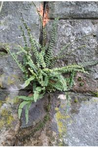 <i>Asplenium trichomanes</i>