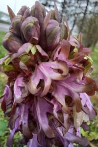 <i>Himantoglossum robertianum</i>