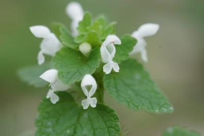 <i>Lamium purpureum</i>