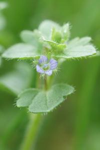 <i>Veronica hederifolia</i>