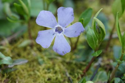 <i>Vinca minor</i>
