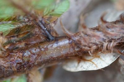 <i>Dryopteris affinis</i>