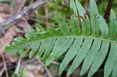 <i>Polypodium</i>