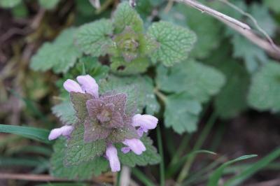 <i>Lamium purpureum</i>