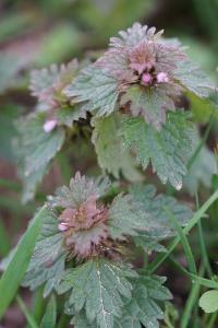 <i>Lamium hybridum</i>