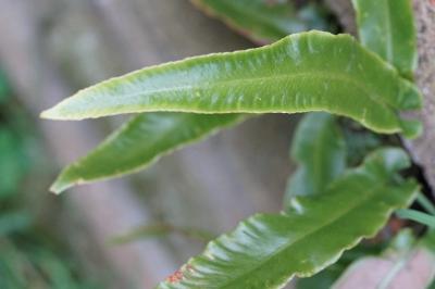 <i>Asplenium scolopendrium</i>