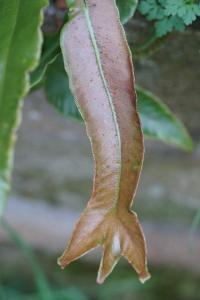 <i>Asplenium scolopendrium</i>