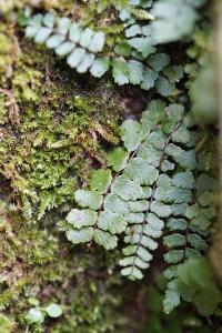 <i>Asplenium trichomanes subsp. pachyrachis</i>