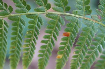 <i>Polystichum setiferum</i>