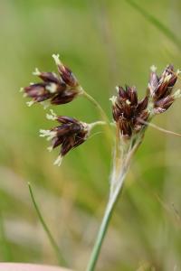 <i>Luzula campestris</i>