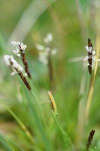 <i>Mibora minima</i>