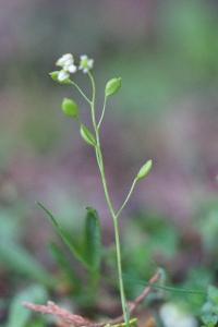 <i>Draba verna</i>