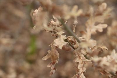 <i>Quercus pyrenaica</i>