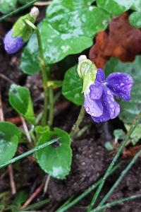 <i>Viola riviniana</i>