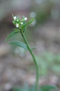 <i>Arabidopsis thaliana</i>