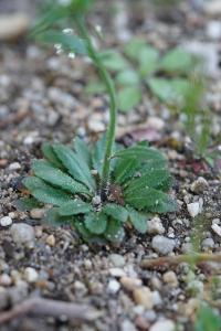 <i>Arabidopsis thaliana</i>
