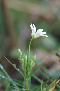 <i>Rabelera holostea</i>