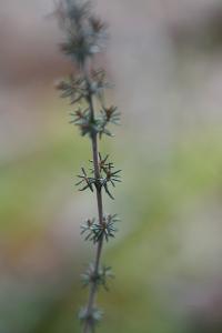 <i>Erica cinerea</i>