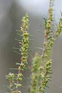 <i>Erica scoparia</i>