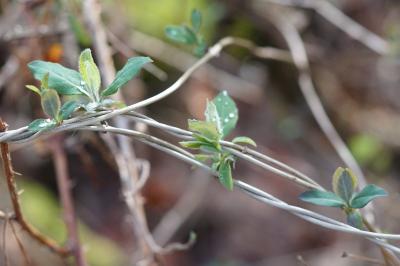 <i>Lonicera periclymenum</i>