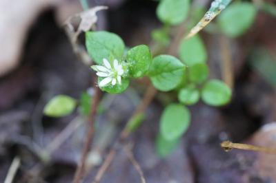 <i>Stellaria media</i>