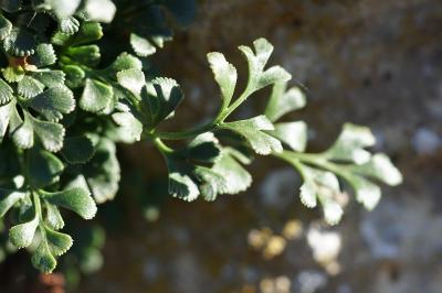<i>Asplenium ruta-muraria</i>