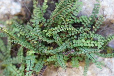 <i>Asplenium trichomanes</i>