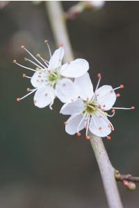 <i>Prunus spinosa</i>