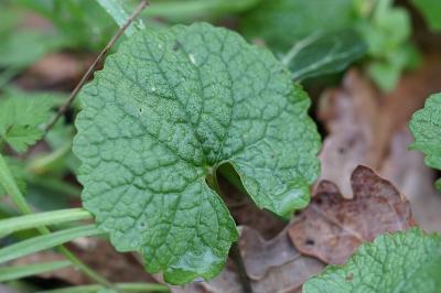 <i>Alliaria petiolata</i>