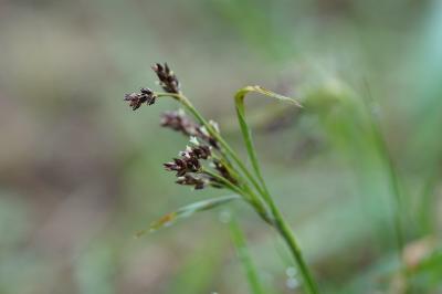 <i>Luzula campestris</i>