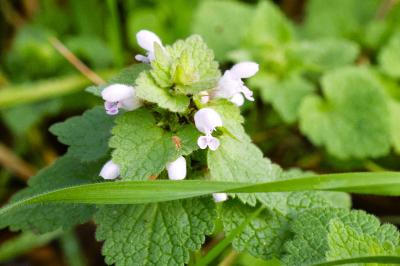 <i>Lamium purpureum</i>