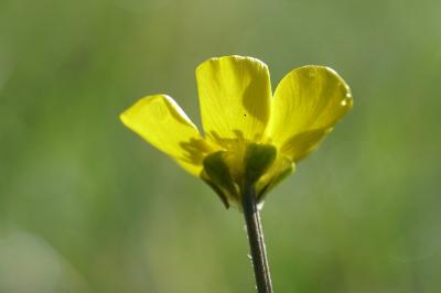 <i>Ranunculus bulbosus</i>