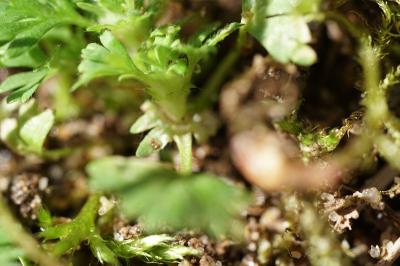 <i>Aphanes australis</i>