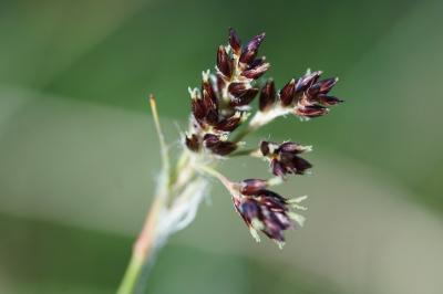 <i>Luzula campestris</i>