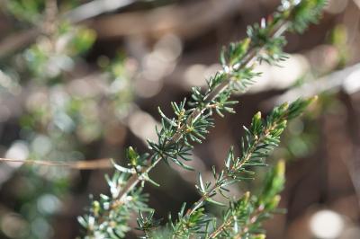 <i>Erica cinerea</i>