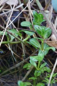 <i>Veronica beccabunga</i>