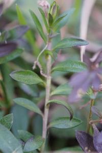<i>Polygala vulgaris</i>