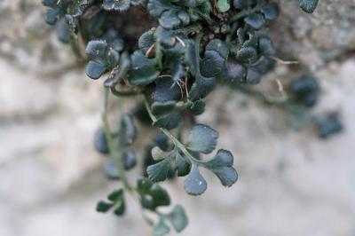 <i>Asplenium ruta-muraria</i>