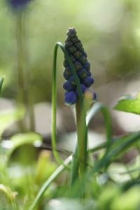 <i>Muscari neglectum</i>