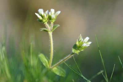 <i>Cerastium glomeratum</i>