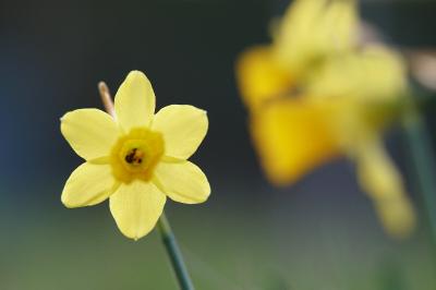 <i>Narcissus pseudonarcissus</i>